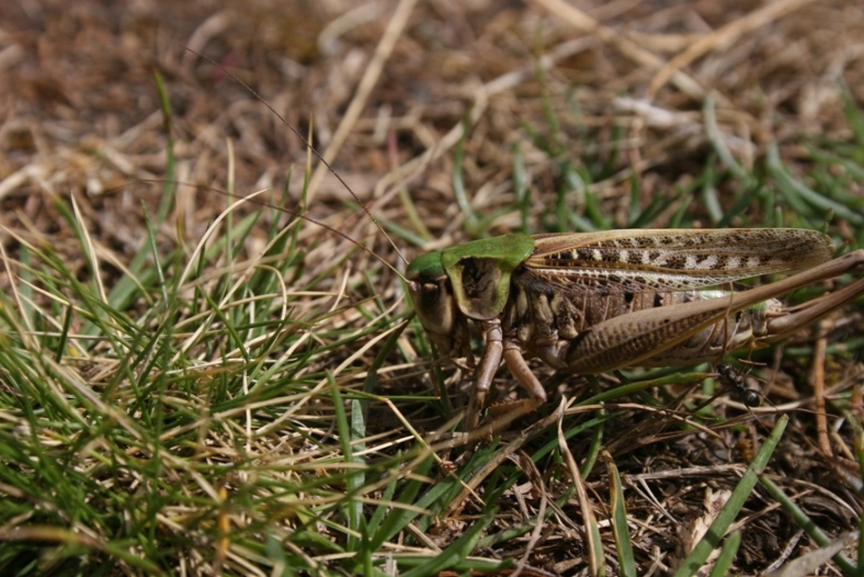 Ortottero delle Alpi Marittime: Decticus verrucivorus